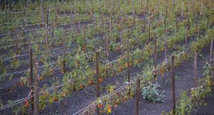Pomodorini del Piennolo del Vesuvio DOP al naturale, in acqua e sale - immagine 2