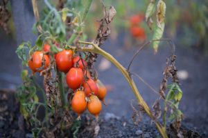 Pomodorini del Piennolo del Vesuvio DOP al naturale, in acqua e sale - immagine 3