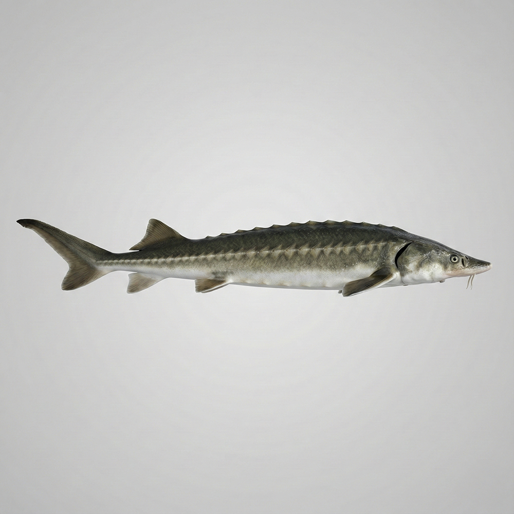 Caviale Asetra - immagine 2