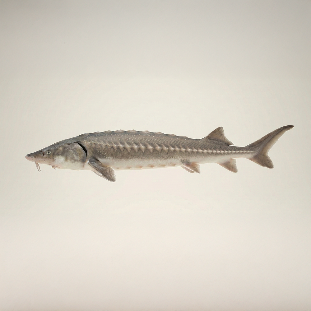 Caviale Royal - immagine 3